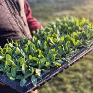 Cut Flower Seedling Collections