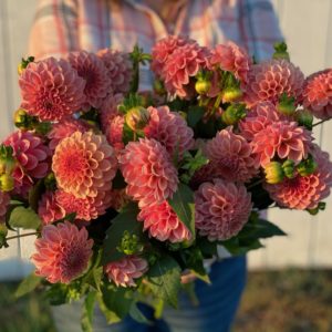 Dahlia Growers Intensive – Saturday, October 7th, 2023 – 3PM – 6PMimage