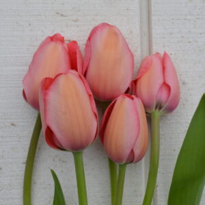 Tulip – Apricot Impressionimage