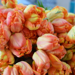 Tulip – Apricot Parrotimage