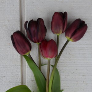 Tulip – Black Heroimage