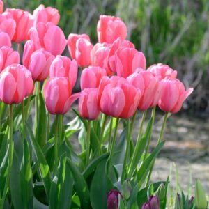 Tulip – Pink Impressionimage