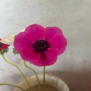 Anemone – Pinkimage