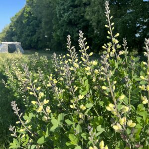 Baptisia – Butter Yellowimage
