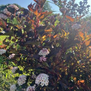 Ninebark Foliage – Floweringimage